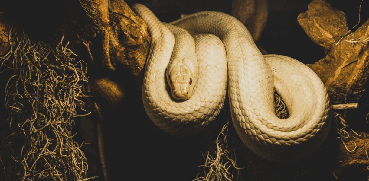 Schlange als Haustier: Woran sollte man denken