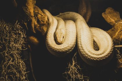 Schlange als Haustier: Woran sollte man denken